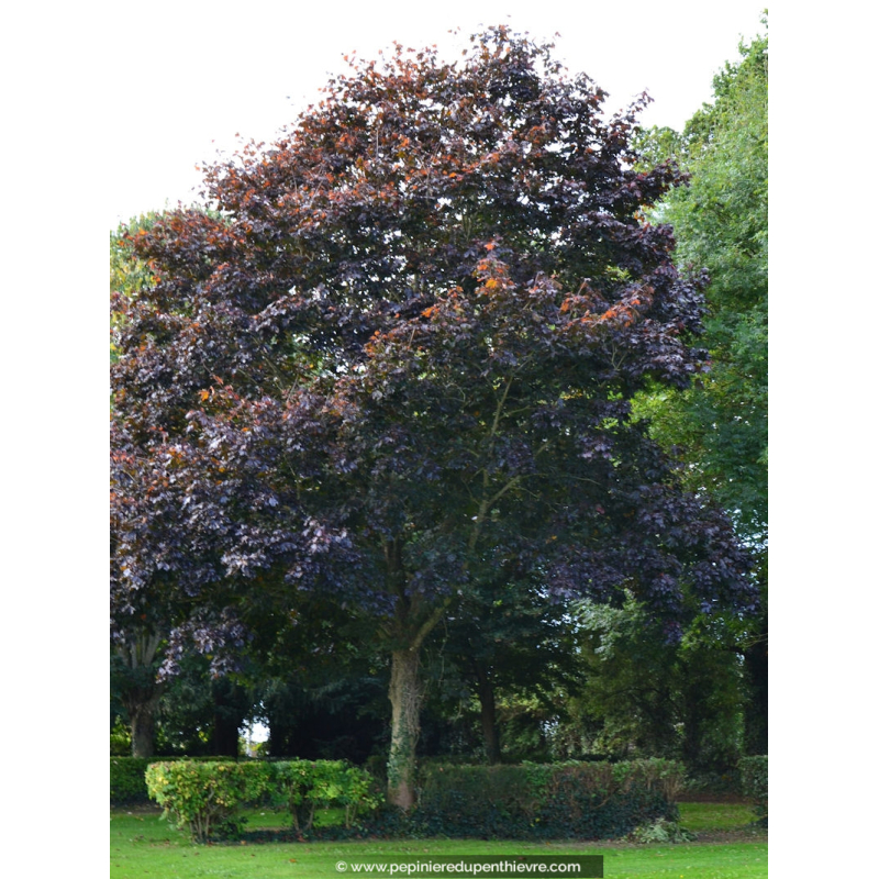 ACER platanoides 'Crimson King'