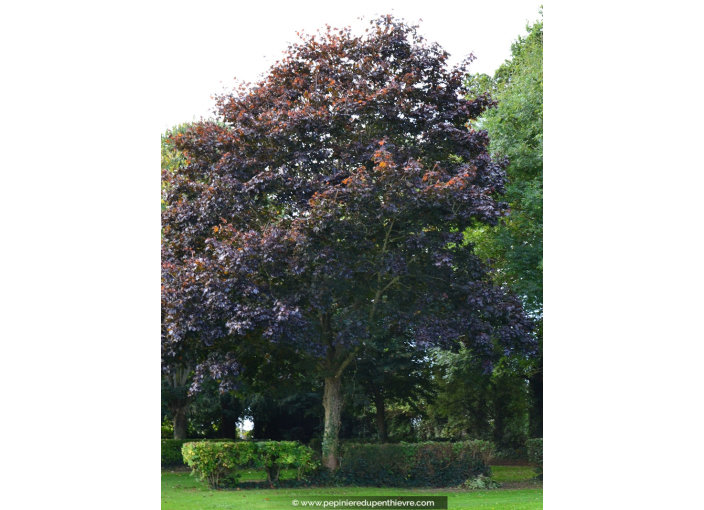 ACER platanoides 'Crimson King'