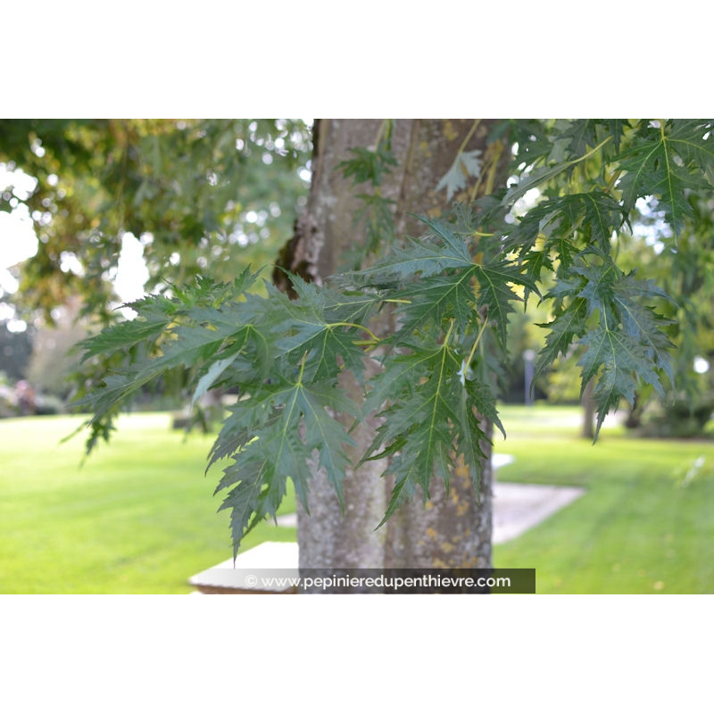 ACER saccharinum 'Laciniatum Wieri'