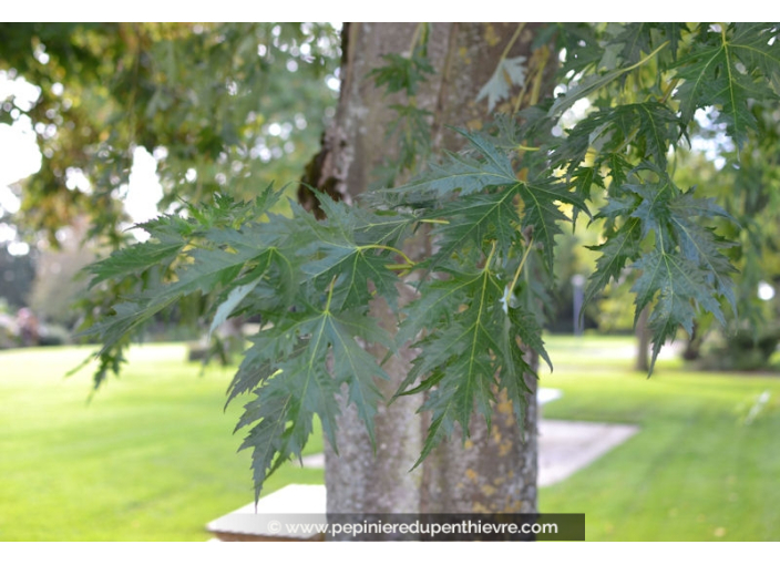 ACER saccharinum 'Laciniatum Wieri'