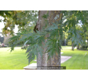 ACER saccharinum 'Laciniatum Wieri'
