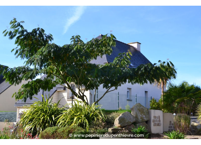ALBIZIA julibrissin 'Ombrella'®