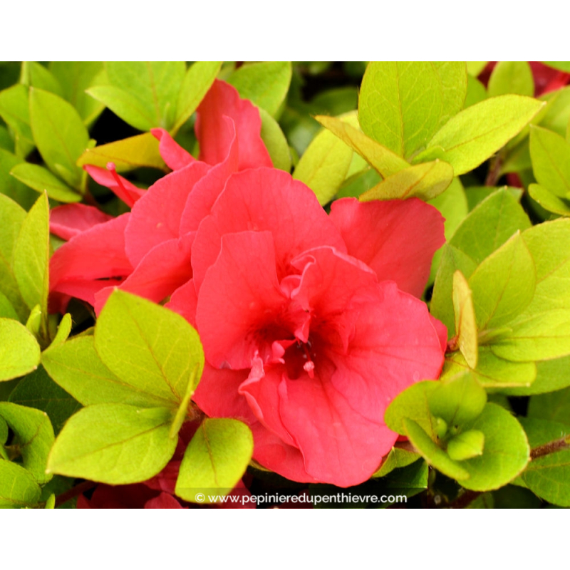 AZALEA japonica 'Christina', Azalée rose foncé - Pépinière du ...