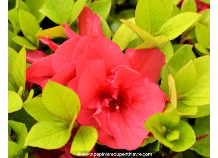AZALEA japonica 'Christina' (rose foncé)