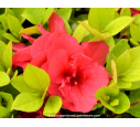 AZALEA japonica 'Christina' (rose foncé)