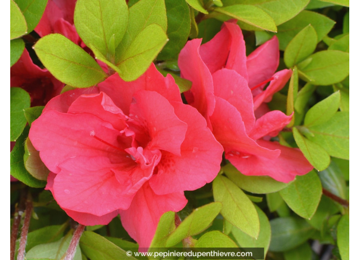 AZALEA japonica 'Christina' (rose foncé)
