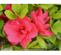 AZALEA japonica 'Christina' (rose foncé)