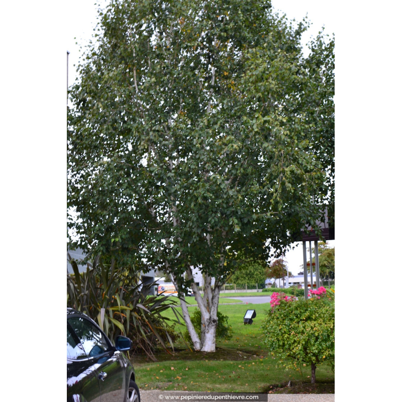 BETULA utilis 'Doorenbos'