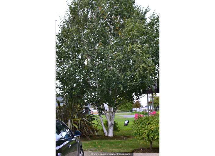 BETULA utilis 'Doorenbos'