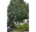 BETULA utilis 'Doorenbos' BETULA utilis 'Doorenbos'
