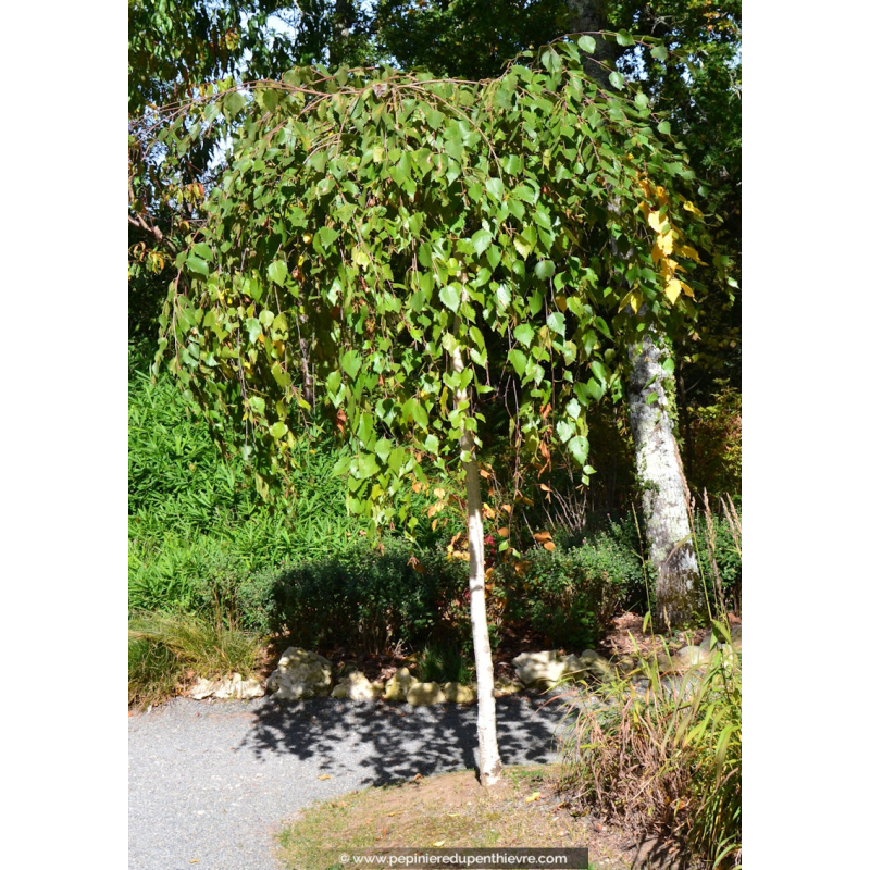 BETULA pendula 'Youngii' (greffé de pied)