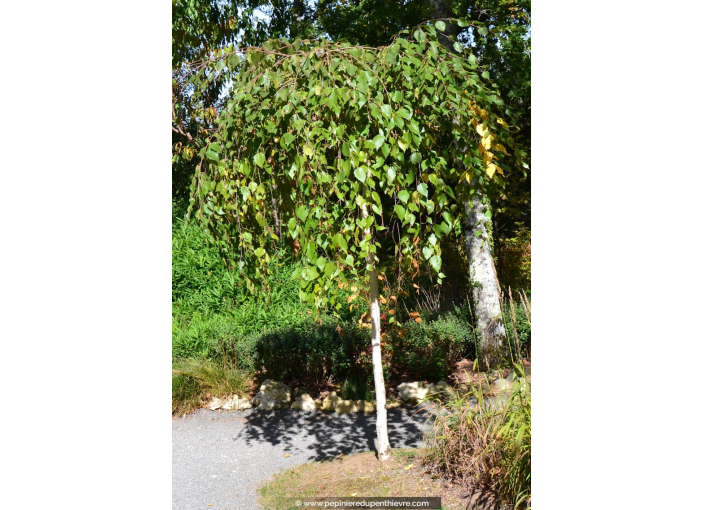 BETULA pendula 'Youngii' (greffé de pied)