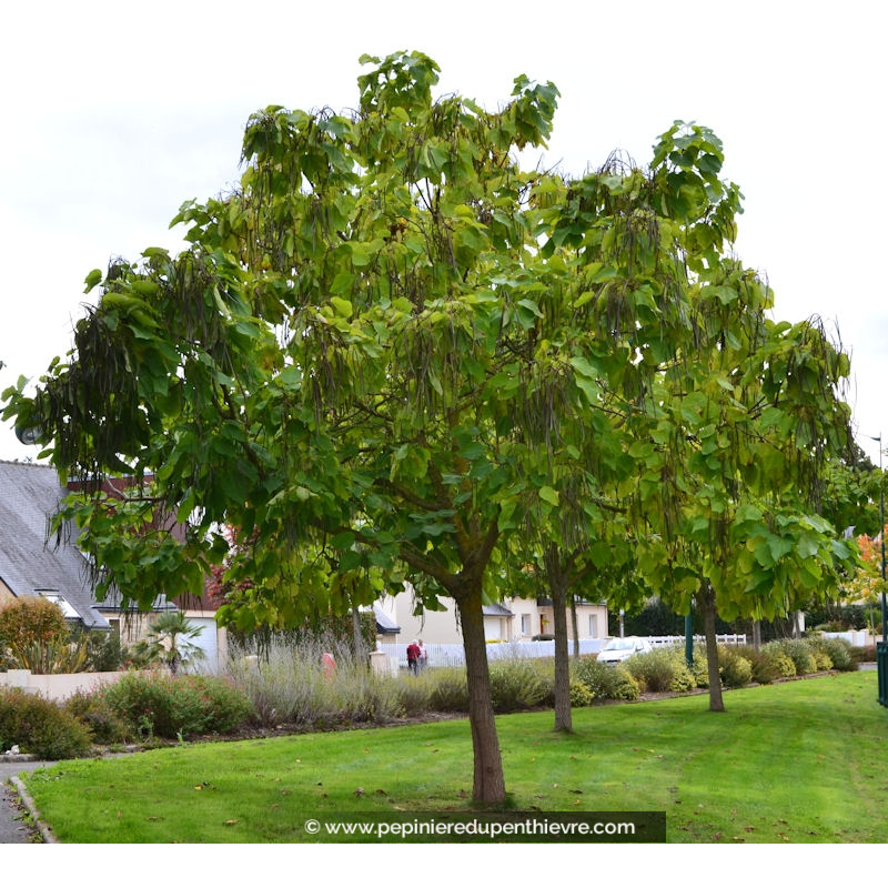 CATALPA bignonioides