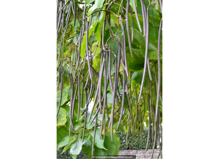 CATALPA bignonioides