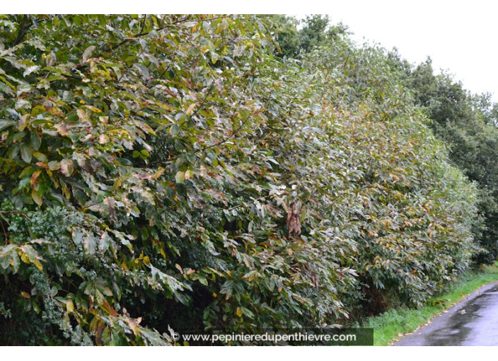 CASTANEA sativa CASTANEA sativa