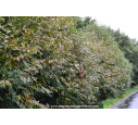 CASTANEA sativa CASTANEA sativa