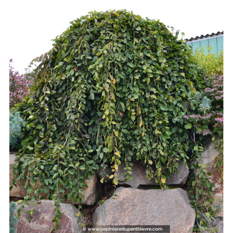 CARPINUS betulus 'Pendula'