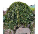CARPINUS betulus 'Pendula' CARPINUS betulus 'Pendula'