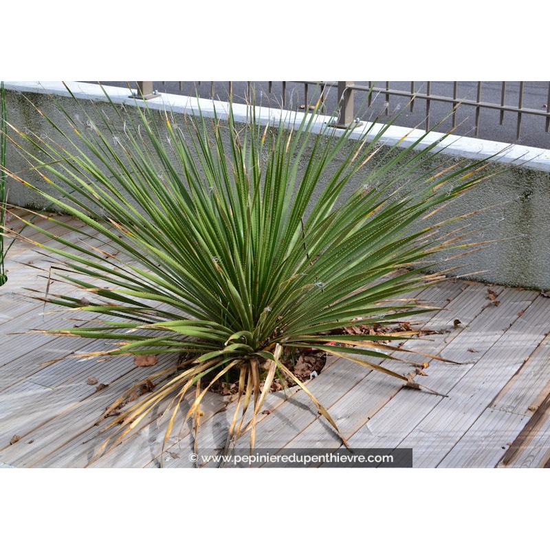 DASYLIRION serratifolium