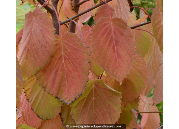 DAVIDIA involucrata