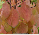 DAVIDIA involucrata