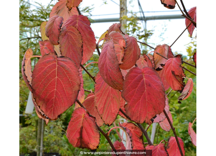 DAVIDIA involucrata