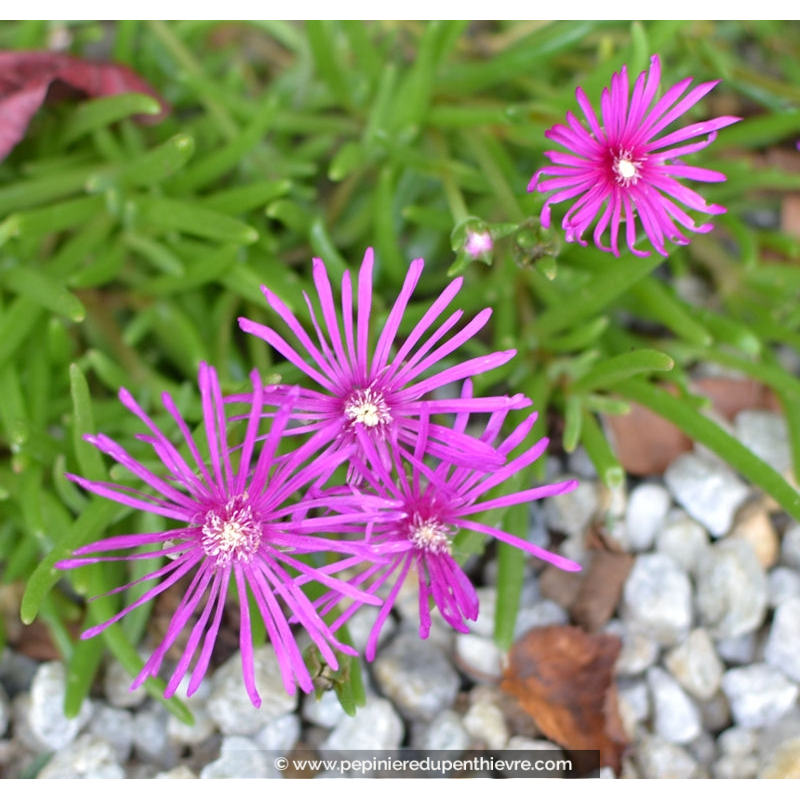 DELOSPERMA cooperi
