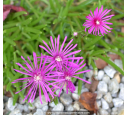DELOSPERMA cooperi