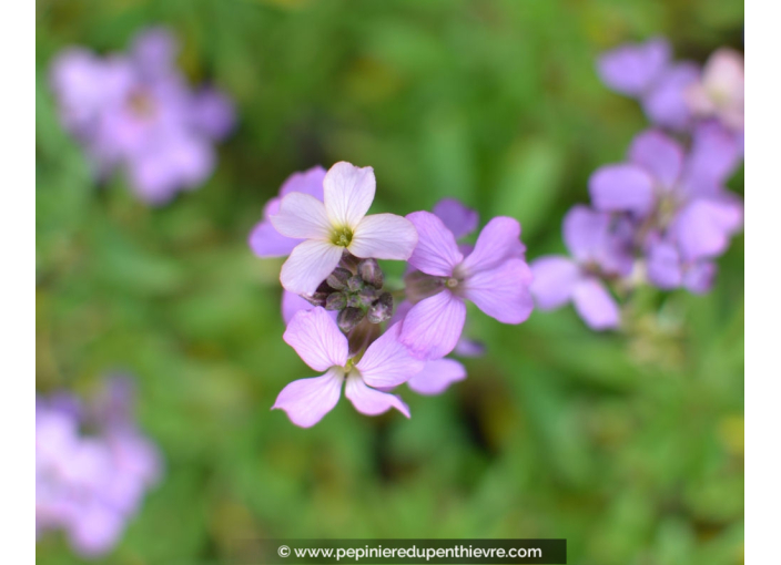 ERYSIMUM 'Bowles Mauves'