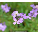 ERYSIMUM 'Bowles Mauves'