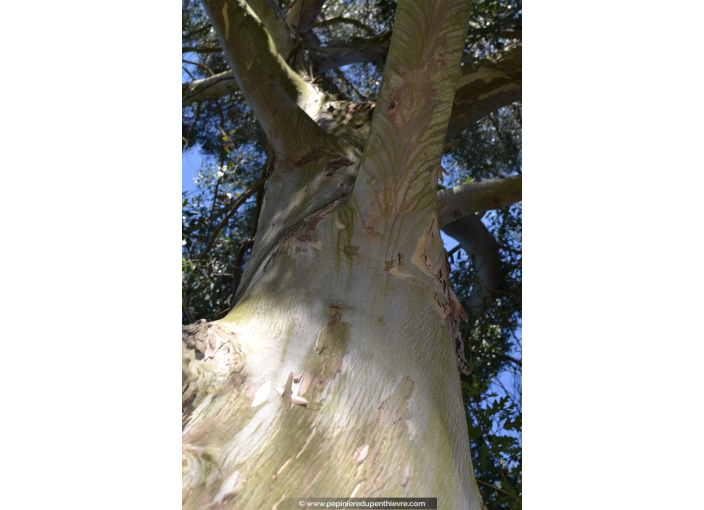 EUCALYPTUS gunnii