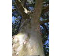 EUCALYPTUS gunnii