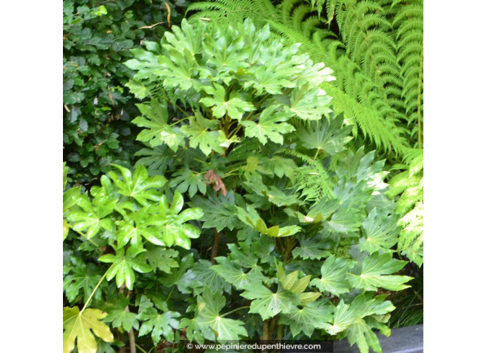 FATSIA japonica FATSIA japonica