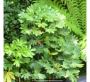 FATSIA japonica FATSIA japonica