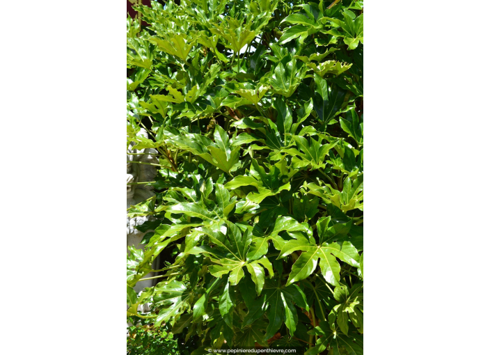 FATSIA japonica FATSIA japonica