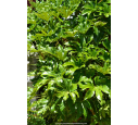 FATSIA japonica FATSIA japonica