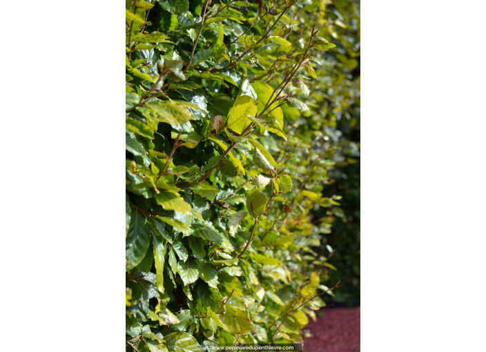 FAGUS sylvatica FAGUS sylvatica