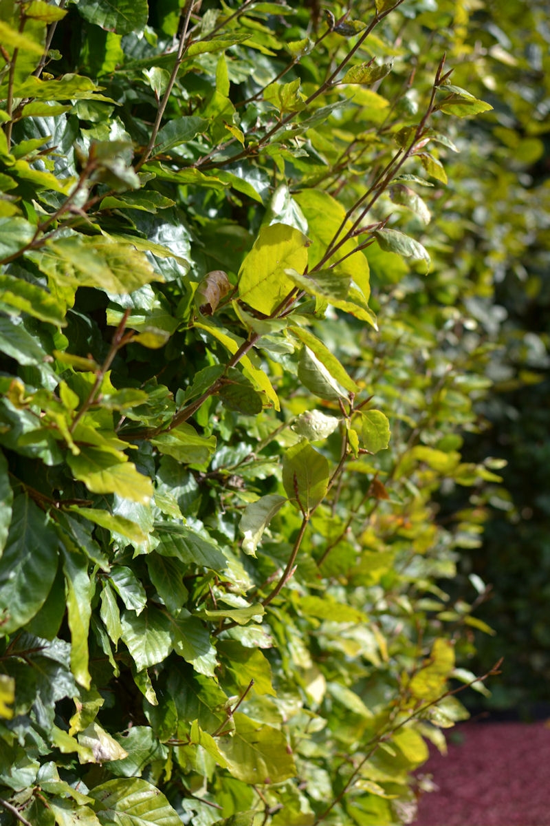 Plante Naturel Pour Agrandir Le Peni Pdf