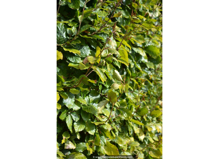 FAGUS sylvatica FAGUS sylvatica