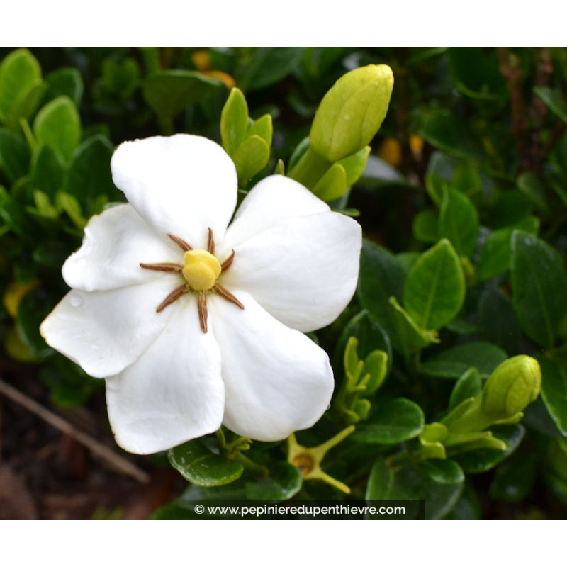 GARDENIA 'Kleim's Hardy'