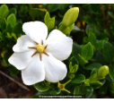 GARDENIA 'Kleim's Hardy'