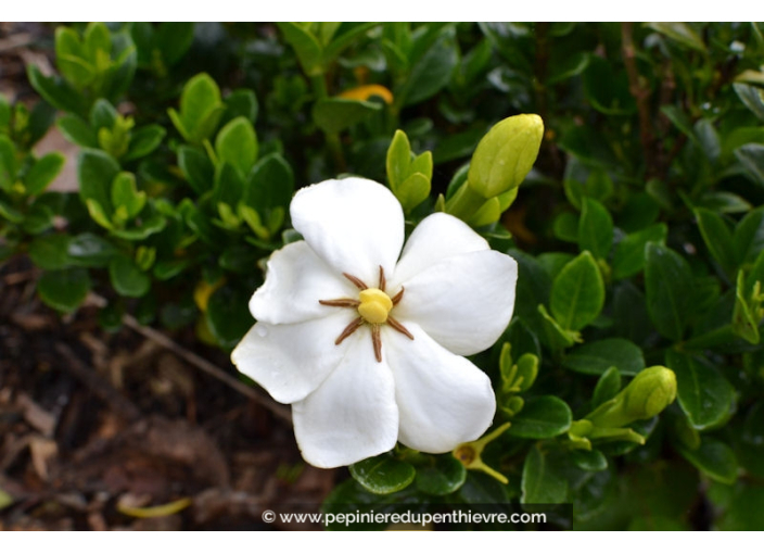 GARDENIA 'Kleim's Hardy'