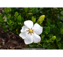 GARDENIA 'Kleim's Hardy'