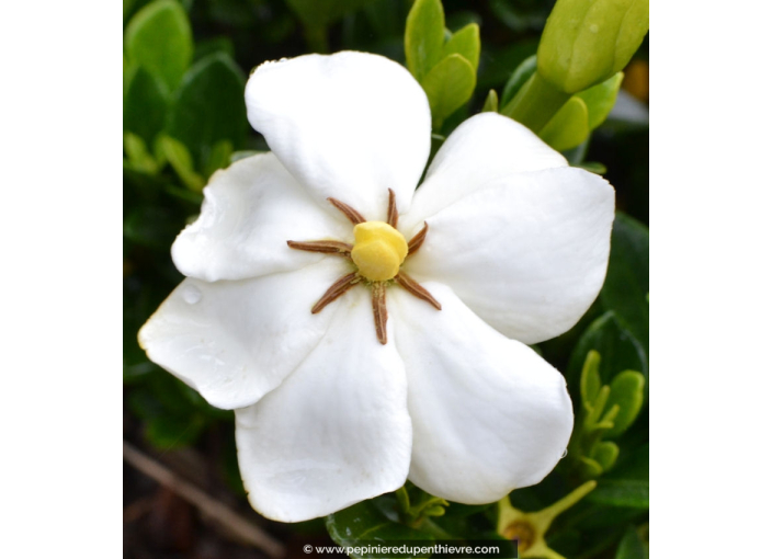 GARDENIA 'Kleim's Hardy'