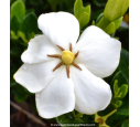 GARDENIA 'Kleim's Hardy'