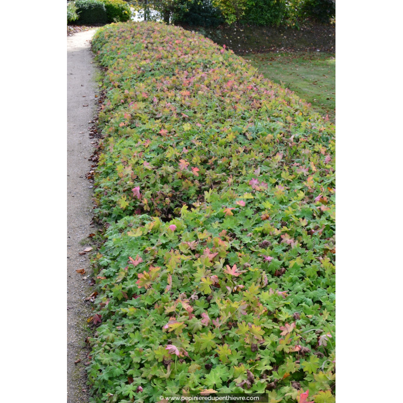 GERANIUM macrorrhizum 'Spessart'