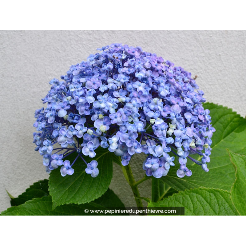 HYDRANGEA macrophylla 'Ayesha'