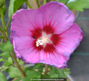 HIBISCUS syriacus 'Russian Violet'® HIBISCUS syriacus 'Russian Violet'®