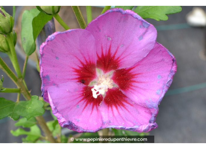 HIBISCUS syriacus 'Russian Violet'® HIBISCUS syriacus 'Russian Violet'®