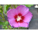 HIBISCUS syriacus 'Russian Violet'® HIBISCUS syriacus 'Russian Violet'®